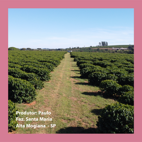 Drip Cpffee Café Especial Vibrante 1 Caixa 10 Sachês